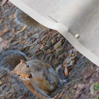 Gray Squirrels in Park