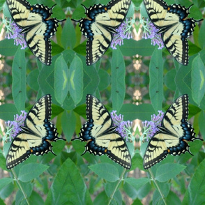 Swallowtails