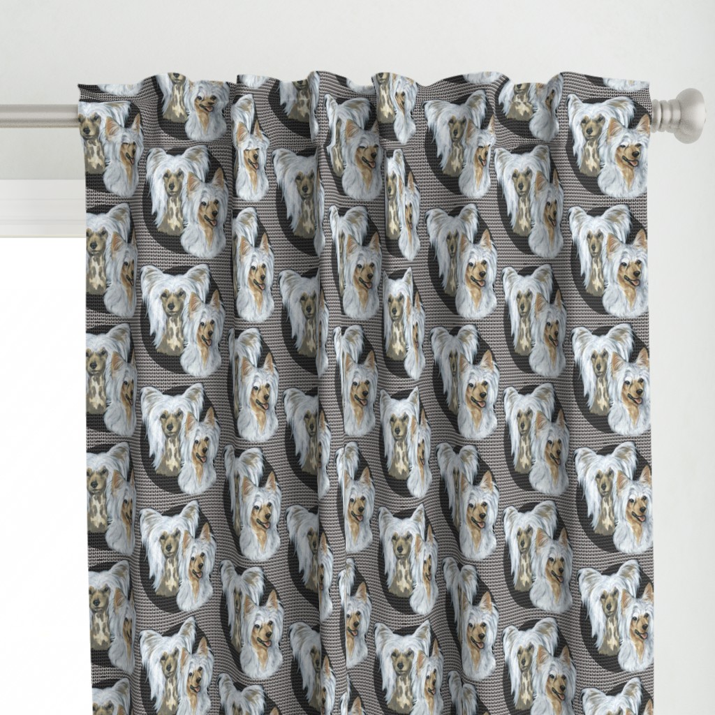 chinese crested dogs on crested background