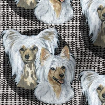 chinese crested dogs on crested background