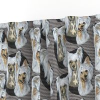 chinese crested dogs on crested background