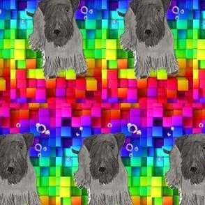 Cesky terrier color blocks