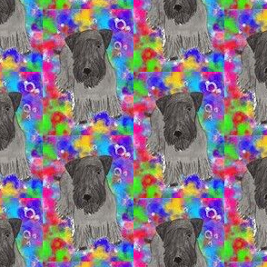 Cesky terrier Color background