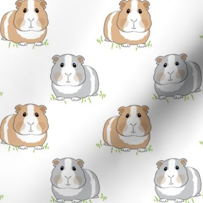 guinea-pigs-on-grass