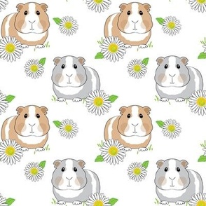 guinea-pigs-with-daisies