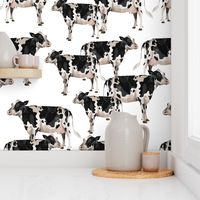 Cows Cows Cows - White background