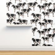 Cows Cows Cows - White background