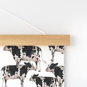 Cows Cows Cows - White background