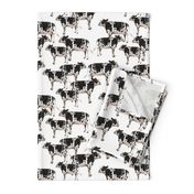 Cows Cows Cows - White background