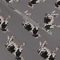 Dairy Cow - Grey Background