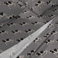 Dairy Cow - Grey Background