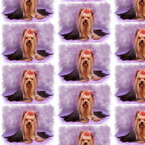 Yorkshire Terrier on Purple  IMG_2376