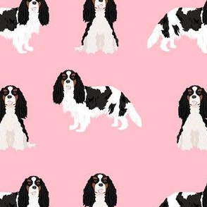 cavalier king charles spaniel tricolored simple pink