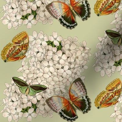 Hydrangea and Butterflies - Green