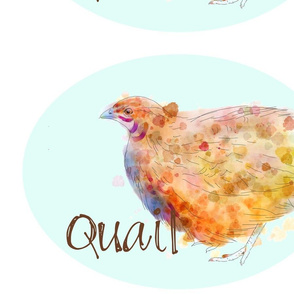 French Sketch Quail Blue