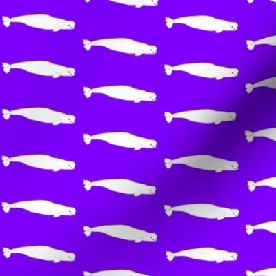 Beluga Whales in  Purple