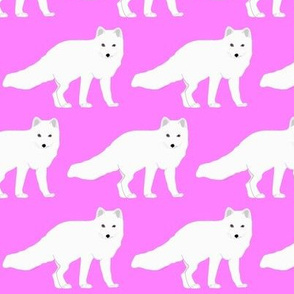 Arctic Fox in Pink