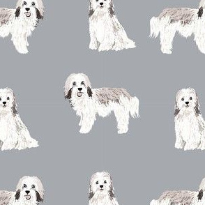 havanese simple dog breed pure breed fabric grey