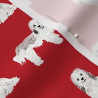 havanese simple dog breed pure breed fabric red