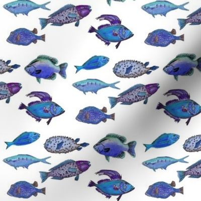 Fish white background