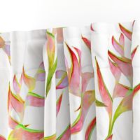 Heliconia Blossoms on White Jumbo 150