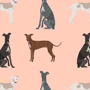 italian greyhound simple  dog breed fabric peach