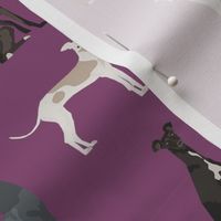 italian greyhound simple  dog breed fabric mauve