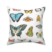 Watercolor Butterflies and Moths