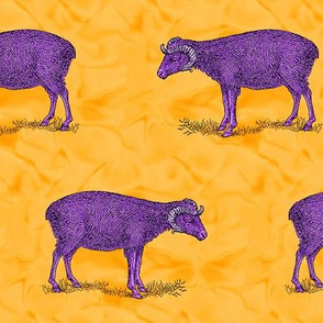 Purple Sheep