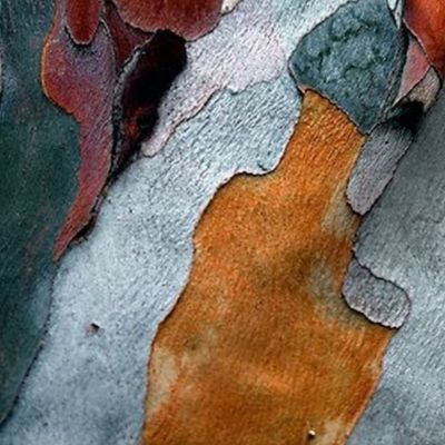 Painted Birch Bark