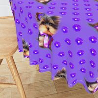 Yorkie Violet purple L