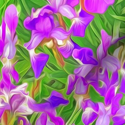 Asiatic Purple Iris Foliage