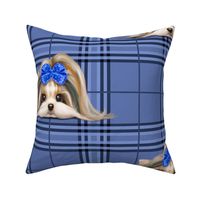 Parti-Biewer-Yorkie Plaid blue tone XL