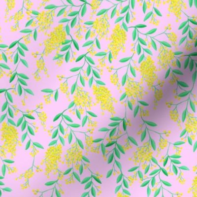 Golden Wattle | Australian Flowers | Acacia | Pink