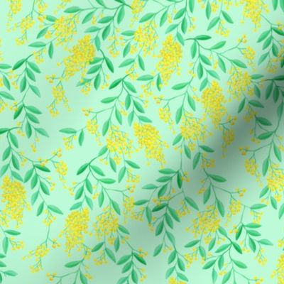 Golden Wattle | Australian Flowers | Acacia | Mint