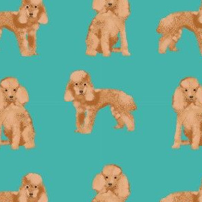 toy poodle apricot simple dog breed fabric turquoise