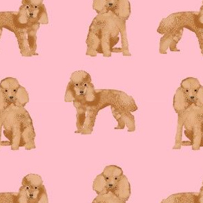 toy poodle apricot simple dog breed fabric pink
