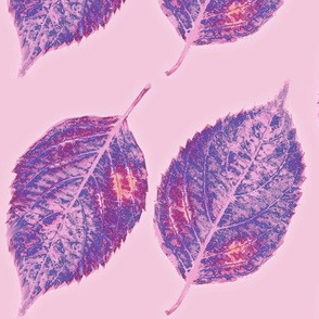 purple pink hydrangea leaves