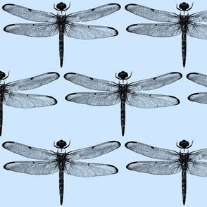 Dragonflies on Blue // Large