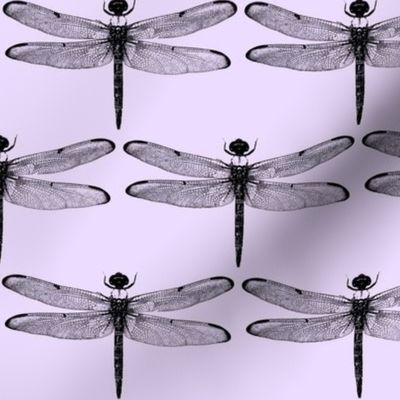 Dragonflies on Lavender // Large