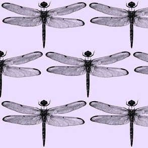 Dragonflies on Lavender // Large