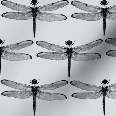 Dragonflies on Light Grey // Large