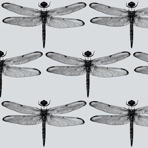 Dragonflies on Light Grey // Large