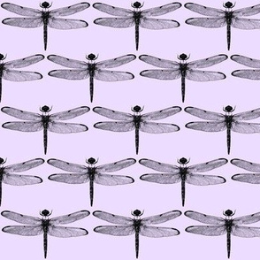 Dragonflies on Lavender // Small