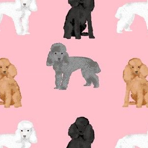 toy poodle mixed simple dog breed fabric pink