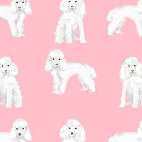 toy poodle white simple dog breed fabric pink