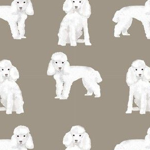 toy poodle white simple dog breed fabric medium tan