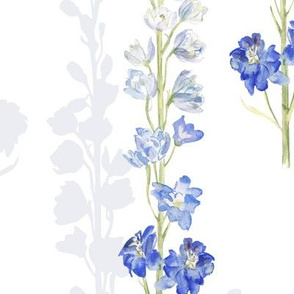 Delphiniums