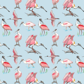 Roseate spoonbills on blue 8x8