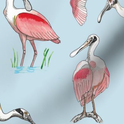 Roseate spoonbills on blue 12x12